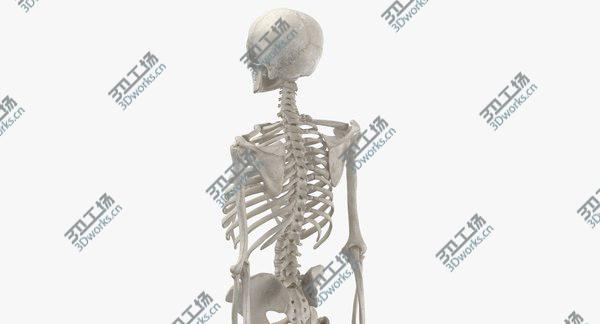 images/goods_img/20210312/3D Real Human Woman Skeleton Bones Anatomy  With Intervertibral Disks 01 White model/4.jpg